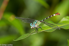 Erpetogomphus eutainia
