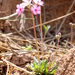 Androsace tibetica mariae - Photo (c) Pete Woodall, algunos derechos reservados (CC BY-NC)