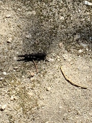 Trimerotropis