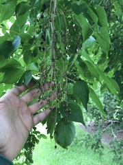 Bischofia polycarpa