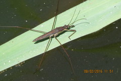 Limnoporus notabilis