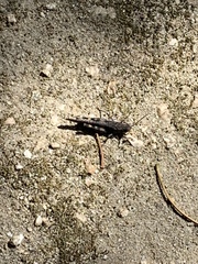 Trimerotropis