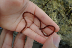 Nemalion elminthoides