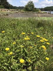 Grindelia stricta stricta