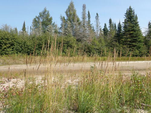 Calamagrostis inexpansa observed 2024-09-10