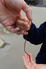 Nemalion elminthoides