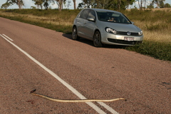 Aspidites melanocephalus