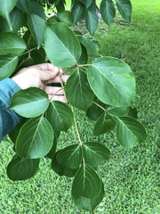 Bischofia polycarpa