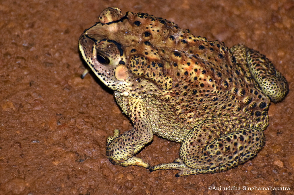 아시아검은안경두꺼비 from Kadma, Bankura, West Bengal... iNaturalist 아시아검은안경두꺼비 (Duttaphrynus melanostictus)
