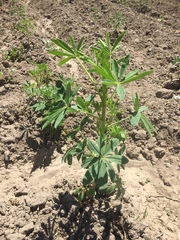 Lupinus mutabilis