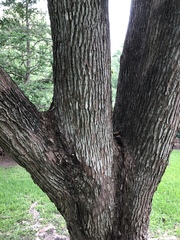 Bischofia polycarpa