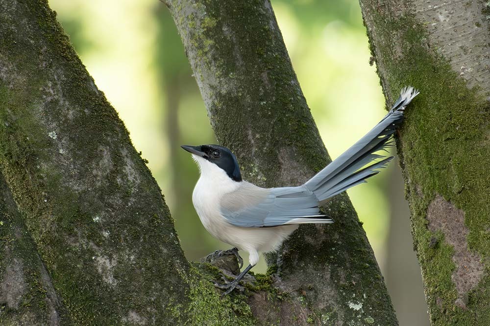 Azure-winged Magpie photo