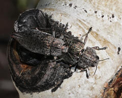 Chrysochroinae