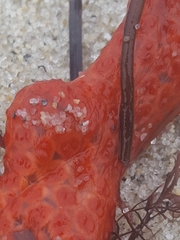 Metandrocarpa dura