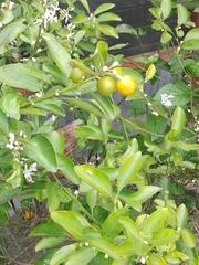 Citrus × microcarpa