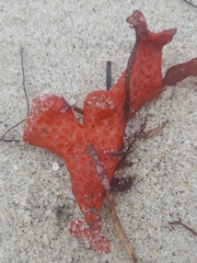 Metandrocarpa dura