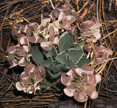 Physaria newberryi