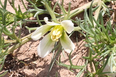 Nitrariaceae
