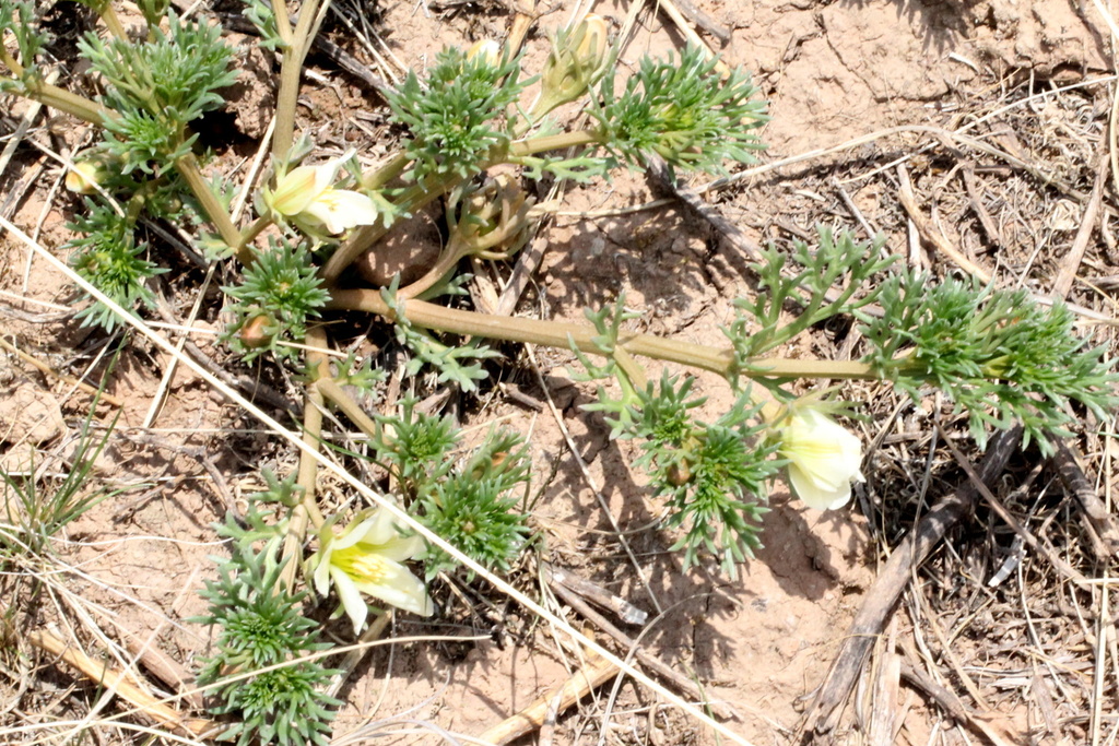 Peganum multisectum