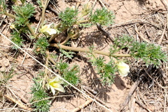 Nitrariaceae