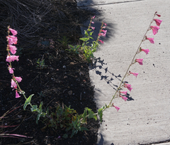 Penstemon clutei