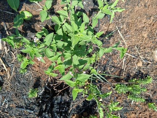 Image of Lantana rugosa by (c) Hildegard Klein, some rights reserved (CC BY)