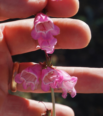 Penstemon clutei
