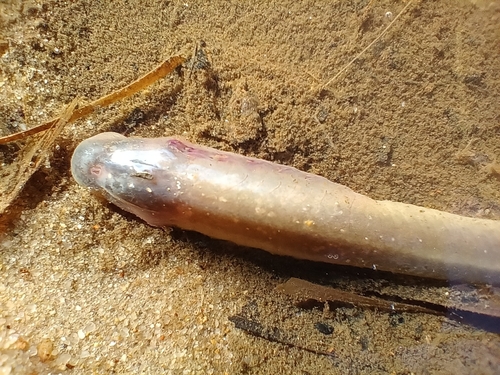 Brook lamprey (Lampetra planeri) — Petromyzontidae — 3