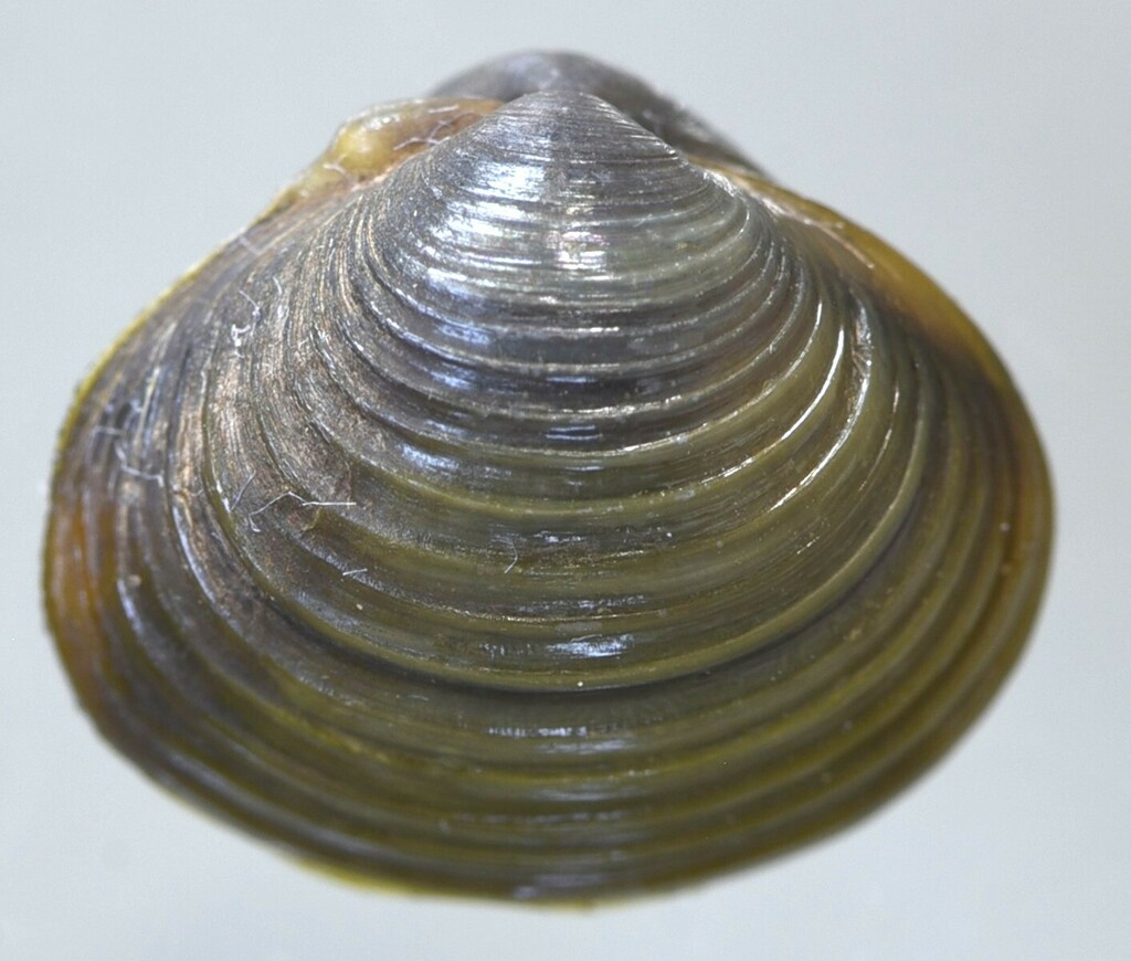 African Porcelain Mussel