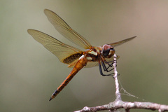 Tramea darwini