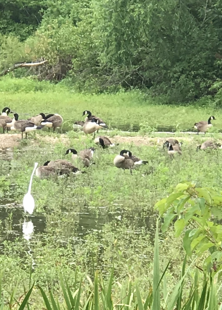 Canada Goose from 296 Hess Farm Rd, York, PA, US on July 07, 2019 at 12