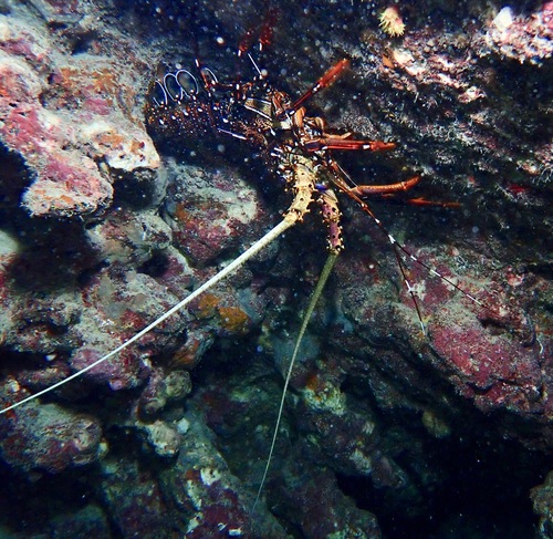 Panulirus longipes