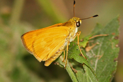 Southern Broken-Dash