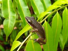 Chalcorana parvaccola