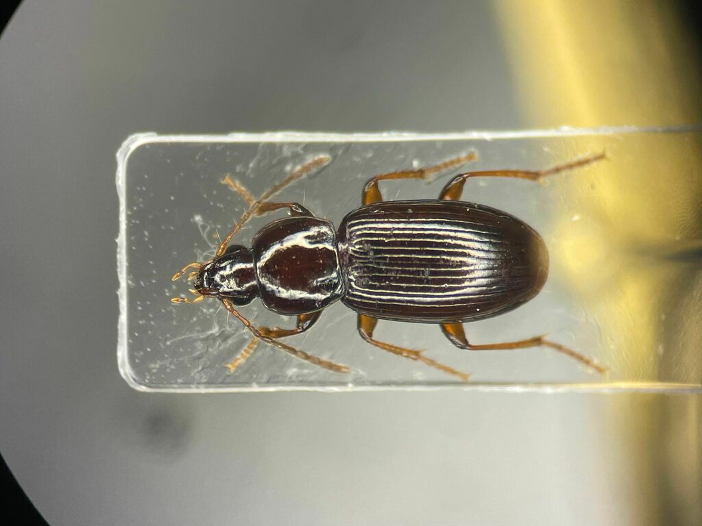Pterostichus corrusculus