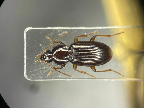 Pterostichus corrusculus