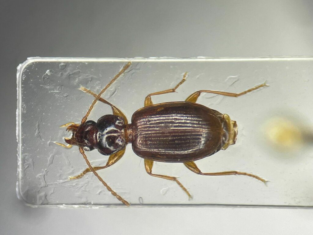Trechus apicalis