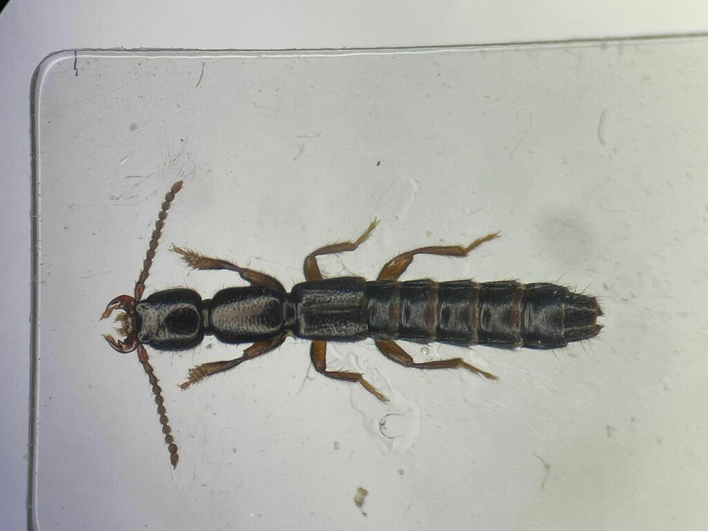 Lathrobium scolopaceum