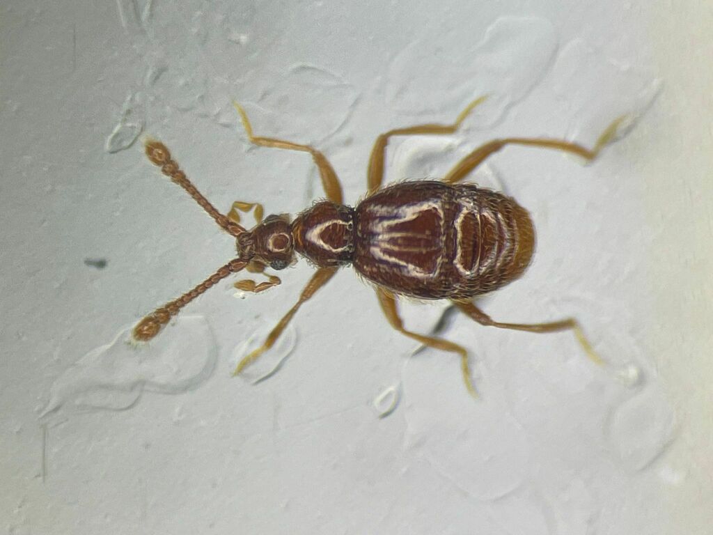 Lucifotychus testaceus