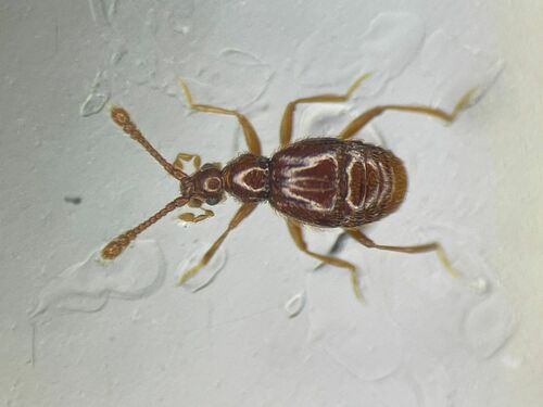 Lucifotychus testaceus