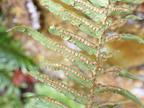 Western Sword Fern foliage