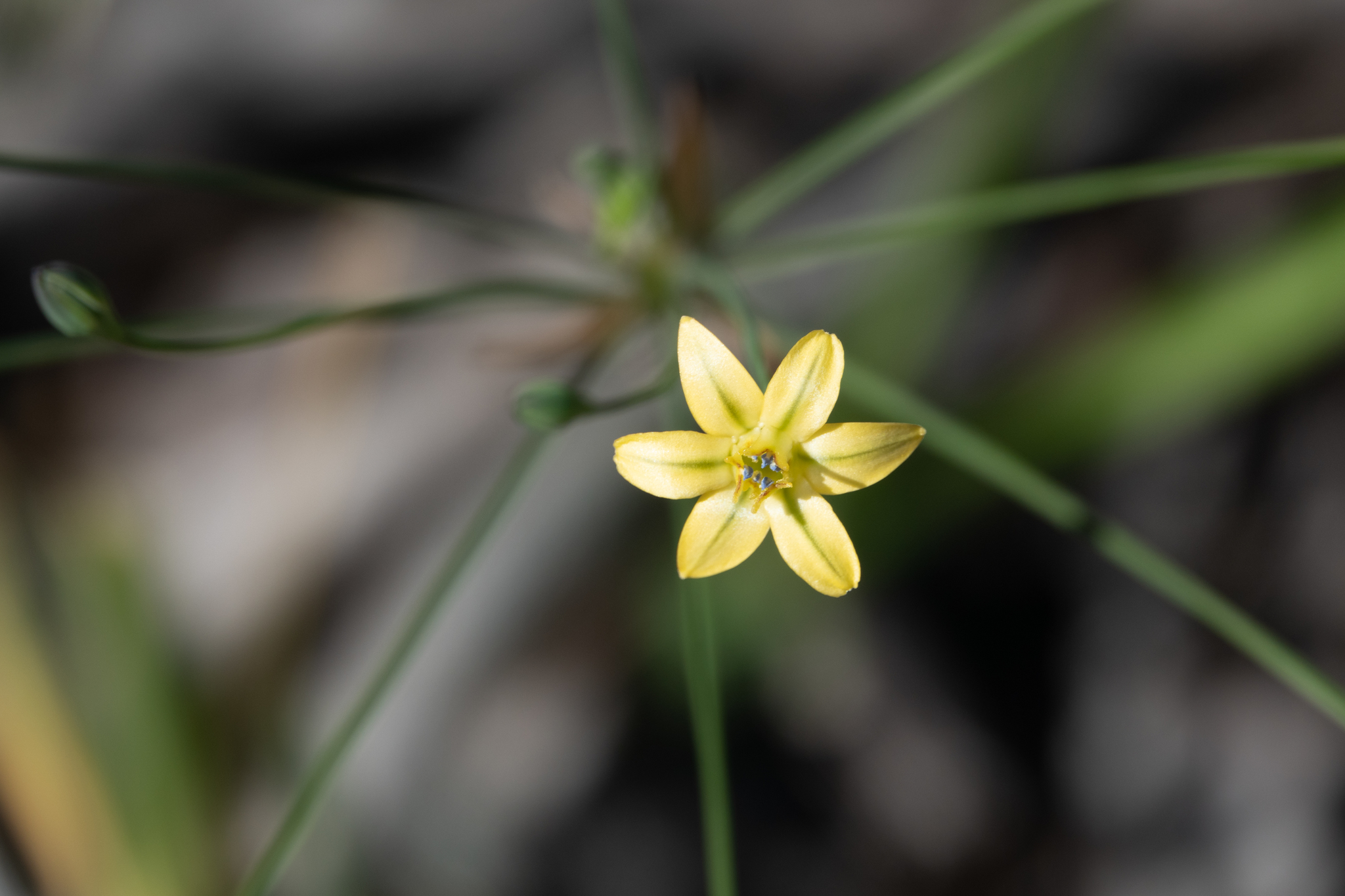 Triteleia ixioides ssp. cookii