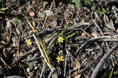 Triteleia ixioides cookii