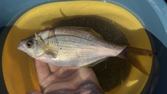 Sharpnose Seaperch photo 5