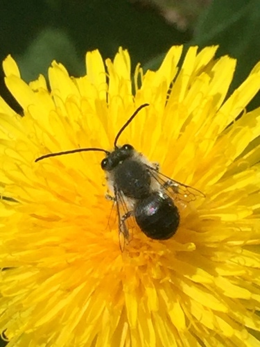iNaturalist observation photo of Synhalonia