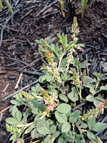 Image of Indigofera oxalidea by (c) Hildegard Klein, some rights reserved (CC BY)