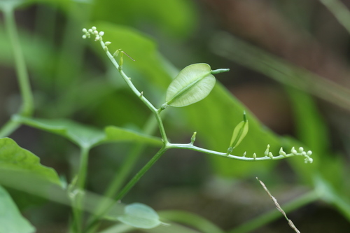 Cardiopteris quinqueloba, 2024-10-14