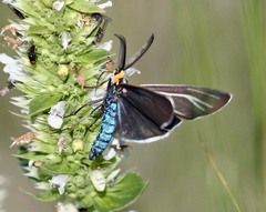 Ctenucha cressonana