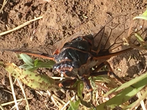 iNaturalist observation photo of Okanagana