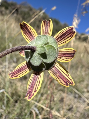 Berlandiera lyrata